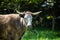 Angus, wagyu and murray grey beef bulls and cows, being grass fed on a hill in Australia