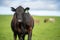 Angus, wagyu and murray grey beef bulls and cows, being grass fed on a hill in Australia