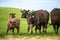 Angus, wagyu and murray grey beef bulls and cows, being grass fed on a hill in Australia