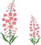 Angustifolium, chamaenerion, Willow tea herb, sally-bloom flower, Illustration, isolated