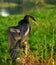 Anhinga