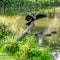 An Anhinga Above the Ducks