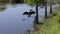 Anhinga and alligator in Florida wetlands