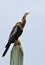 Anhinga, also known as snakebird or darter, perched on a post