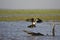 Anhinga or American Darter, anhinga anhinga, Adult in Flight, Landing, Los Lianos in Venezuela