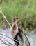 Anhinga or American darter bird in profile closeup by river