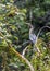 Anhinga - American darter - snake bird
