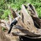 Anhinga or American Snake-neck sits on the roots of an old tree on the river bank