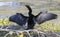 The anhinga Anhinga anhinga drying his wings