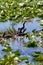 Anhinga (Anhinga anhinga) drying wings on wetland vegetation
