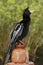 Anhinga (Anhinga anhinga) in Everglades National Park, Florida,