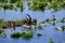 Anhinga (Anhinga anhinga) resting on wetland vegetation with wings spread