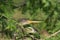 Anhinga (Anhinga anhinga) sleeping in a tree