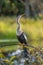 Anhinga,Anhinga anhinga, sometimes called snakebird