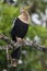 The anhinga Anhinga anhinga, sometimes called snakebird, darter, American darter, or water turkey. Snakebird on a branch.