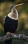 The anhinga Anhinga anhinga, sometimes called snakebird, darter, American darter, or water turkey. Snakebird on a branch.