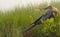 Anhinga(Anhinga anhinga) Sunning and Drying