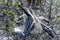 Anhinga, anhinga anhinga, water turkey