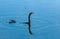 An Anhinga (Anhinga anhinga), waterfowl fishing underwater in a lake in Florida