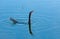 An Anhinga (Anhinga anhinga), waterfowl fishing underwater in a lake in Florida