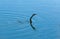 An Anhinga (Anhinga anhinga), waterfowl fishing underwater in a lake in Florida