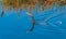 An Anhinga (Anhinga anhinga), waterfowl fishing underwater in a lake in Florida