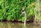 Anhinga Anhinga bird, Amazon Rainforest, Ecuador