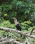 Anhinga anhinga in Tortuguero National Park, Costa Rica