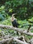 Anhinga anhinga in Tortuguero National Park, Costa Rica
