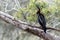 Anhinga australska - Anhinga novaehollandiae - Australasian Darter drying wings