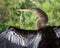 Anhinga Bird