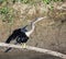 Anhinga bird  or American Snake-neck  sits on a tree trunk on the river bank