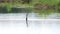 Anhinga bird eating a fish in a lake