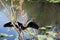 Anhinga bird at Everglades National Park