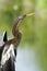 Anhinga Bird, Florida Everglades