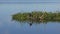 Anhinga bird in Florida wetlands