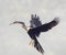 Anhinga bird landing