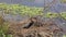 Anhinga bird with a large fish in Florida swamp