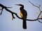 Anhinga Bird Perched on a Branch Watching the Sunset in a Marsh in Florida