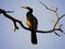 Anhinga Bird Perched on a Branch Watching the Sunset in a Swamp in Florida