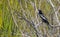 Anhinga Bird Preens itself