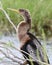 Anhinga bird in profile along river
