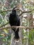 Anhinga Bird in Refuge