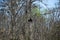 Anhinga Bird in Scenic Everglades National Park, Florida