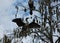 Anhinga Bird in Scenic Everglades National Park, Florida