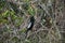 Anhinga Bird in Scenic Everglades National Park, Florida