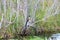 Anhinga Bird in Scenic Everglades National Park, Florida