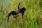 Anhinga Bird in Scenic Everglades National Park, Florida