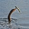 Anhinga Bird Spearing Fish on Beak