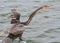 Anhinga Bird standing and screaming by the water